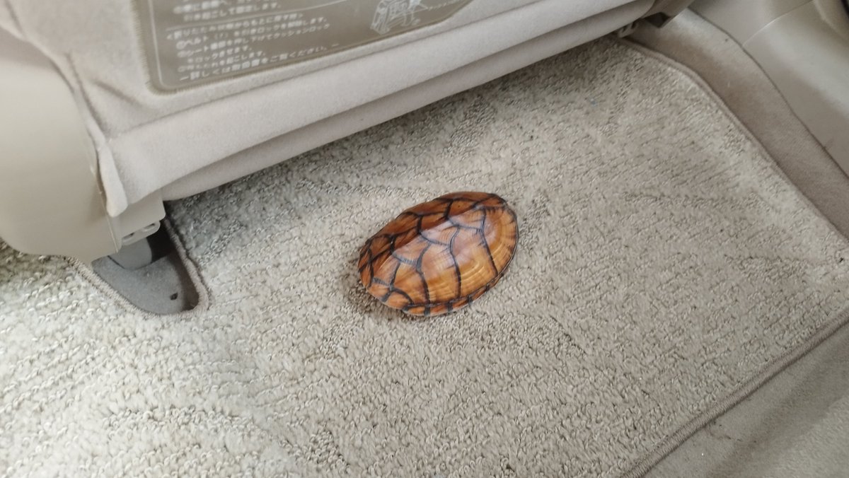 Tigerpeltifer's tweet photo. 忘れもしない６月のある日、、、

自家CBを育てて一番大きくなった即戦力スジクビ♀をプラケに載せ車で移動していましたが不注意により脱走。

探しても現れず落胆していましたが、翌朝無事発見！
夜の間はシートの隙間に隠れていたようです。

しかも卵のおまけ付き！😆

なんと、車内のシートの隙間で産卵していました！

悲しい出来事が一変。

無事見つかったプラス産卵の
２倍嬉しい出来事になりました！
※それ以来、不注意の脱走がないように注意しています！