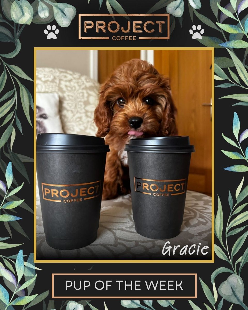 ProjectCoffeeUK's tweet photo. Our pup of the week is Gracie! 🐾🐶
📸🥰 Send us your pics for a chance to be featured. 
Visit 📍 #ProjectCoffee #TadpoleGardenVillage #Swindon https://t.co/cGurmiuZGG