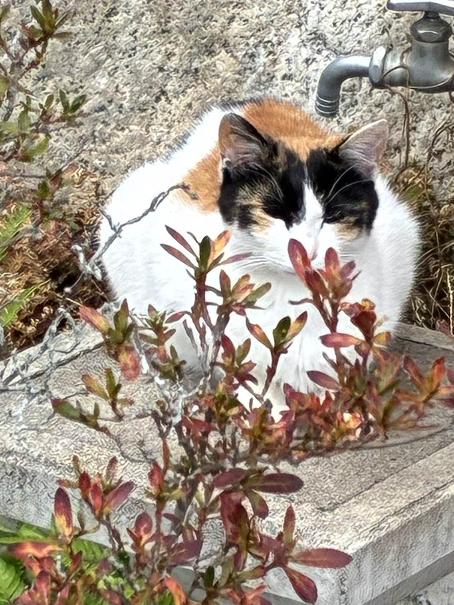 ChakoShodo's tweet photo. 《野良時代の三毛猫さん》

厳しいお外の暮らしを頑張りました

#元野良猫 https://t.co/WXtiXlh2Yc