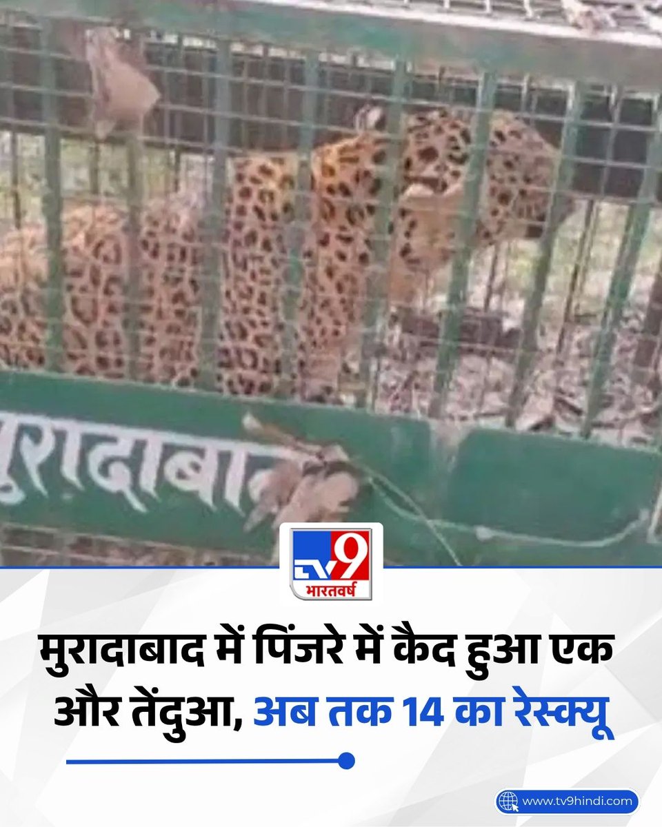TV9Bharatvarsh's tweet photo. उत्तर प्रदेश के मुरादाबाद जनपद में लंबे समय से बना तेंदुओं का आतंक अब धीरे-धीरे थमने लगा है. वन विभाग और जिला प्रशासन द्वारा चलाए जा रहे ‘मेगा रेस्क्यू ऑपरेशन’ के तहत ठाकुरद्वारा तहसील क्षेत्र के मलकपुर सेमली गांव में एक और तेंदुआ सफलतापूर्वक पिंजरे में कैद हो गया है. 

इसके साथ ही, 3 अगस्त से शुरू हुए इस वृहद अभियान के तहत अब तक कुल 14 तेंदुओं (ठाकुरद्वारा से 13 और कांठ तहसील से 1) को रेस्क्यू किया जा चुका है. इस सफलता के बाद स्थानीय ग्रामीणों ने राहत की सांस ली है, हालांकि क्षेत्र में सतर्कता अभी भी बरकरार है.

पढ़ें पूरी खबर: https://t.co/yqqvrjnS4R

#UttarPradesh #UPNews #Moradabad #LatestNews #TV9Card