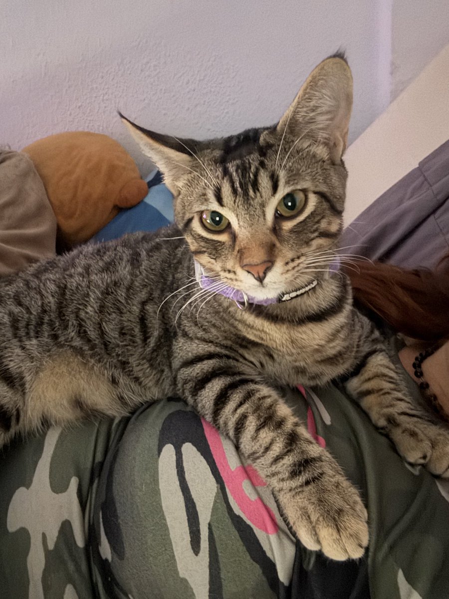meowprill's tweet photo. @b0ringcatt es igual q mi niño!! https://t.co/hPGuU5lFMi
