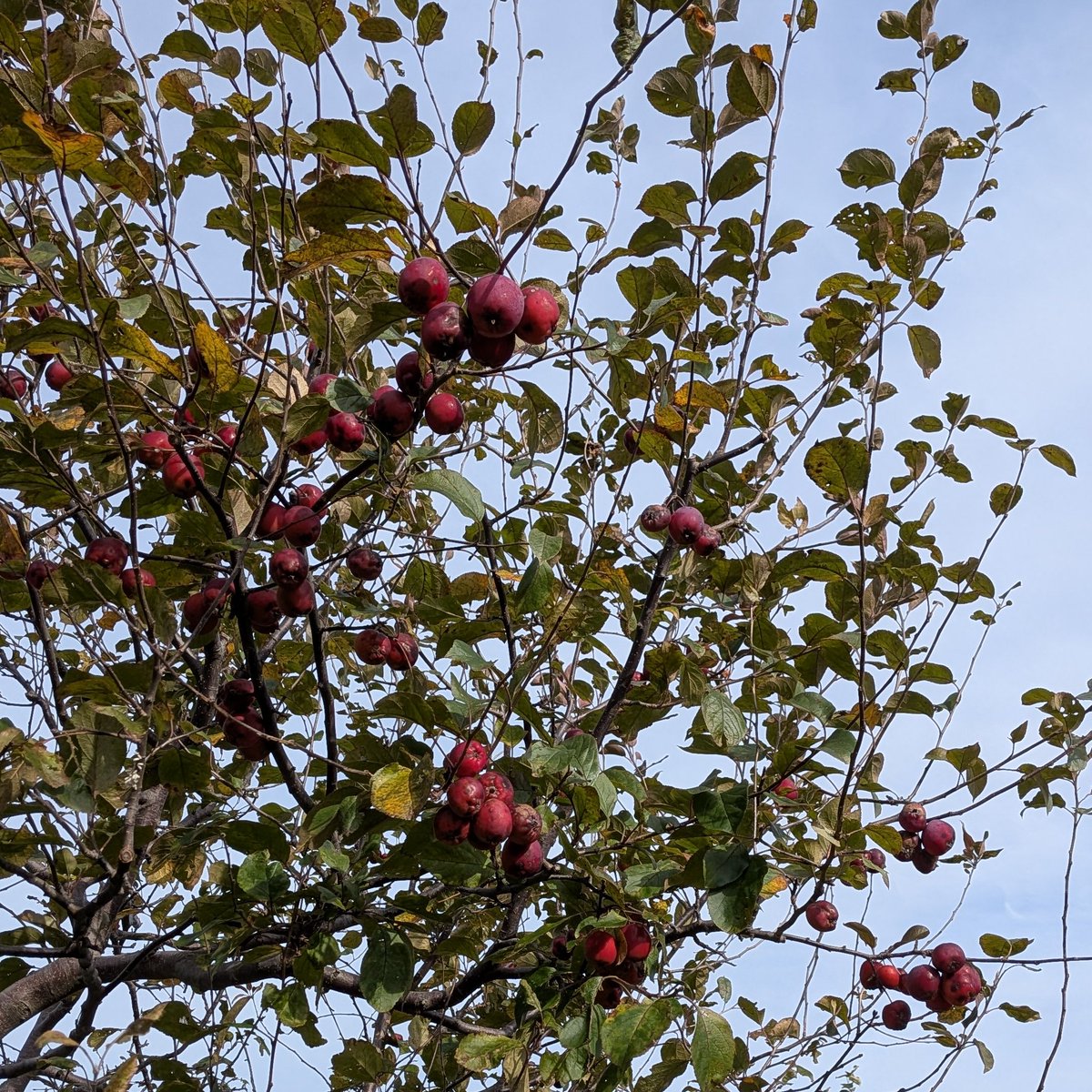 la_luce1031's tweet photo. ワリンゴがたわわ🍎 https://t.co/TcIWcVJ3TA