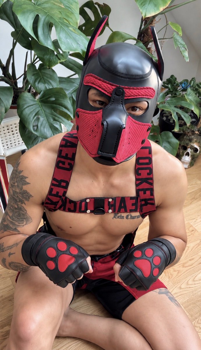 boy_secret12's tweet photo. Who wants to be my master- still untrained so I might be a bit naughty https://t.co/EOVulJs7Ce