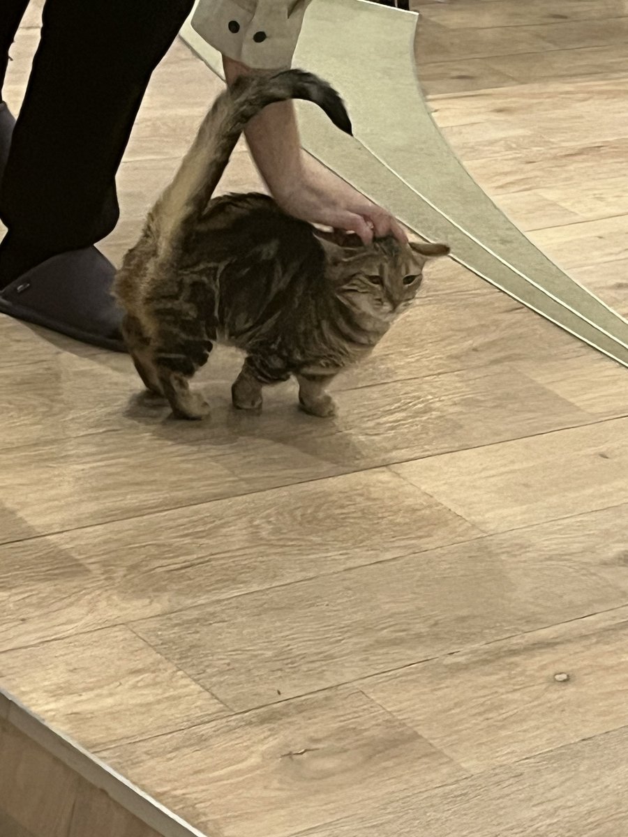 YuRaTaPi10's tweet photo. 真面目に猫と結婚がしたい https://t.co/V4FB7Hi20l