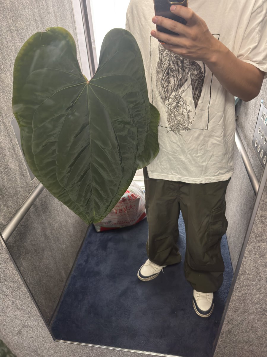 pomemarium's tweet photo. 'Ace of Spades'(Tezula)×dressleri Eastern

展示用に置いてきた😊
休みなのに朝からさっきまでずーっと植物のことしてて休みがない💢 https://t.co/tEL35eIGL5