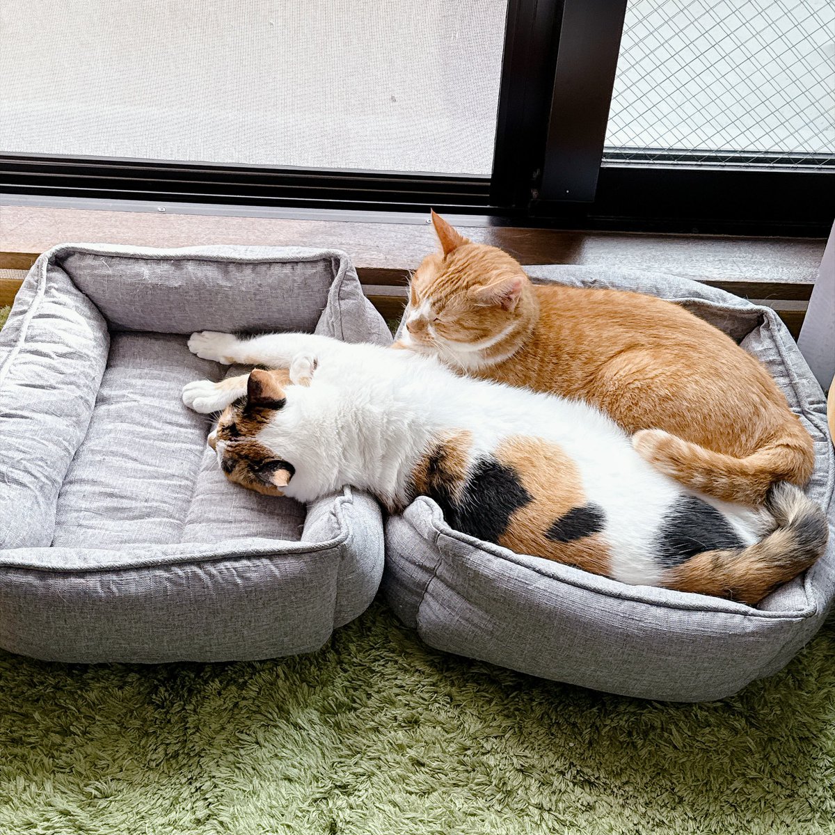 kinomika's tweet photo. 可愛いねぇ君たちは…
手が3本、あと1本はどこだ？

#ねこ https://t.co/BU1B4chmuP