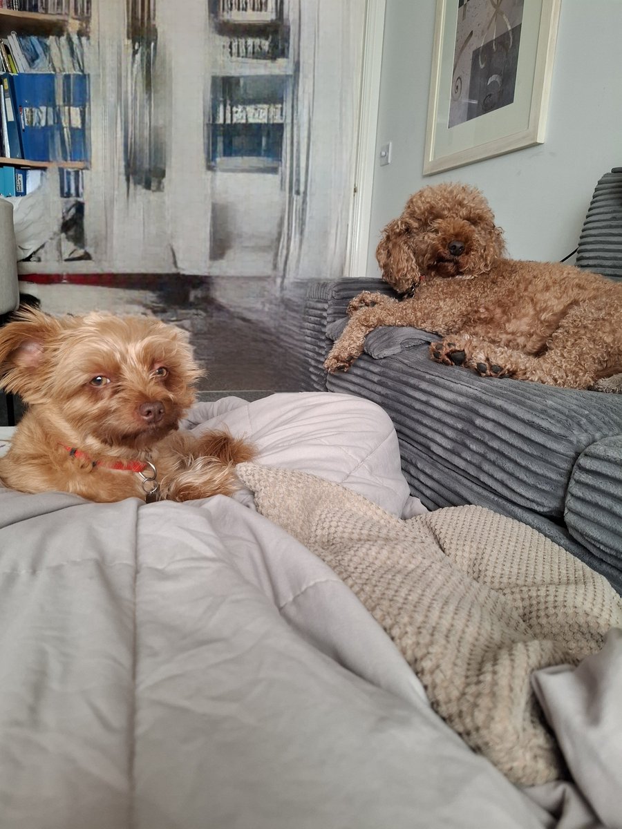 Micaela59790805's tweet photo. 🚨 ZOMBIE SQUAD: SUNDAY MORNING BRIEFING 🧟‍♂️🐾
Zombies detected.
Response team deployed.
Memo: I’m watching them. 👀
Louis: Wake me when they get closer. 😴
World remains safe. For now.
#ZombieSquad #DogTwitter #SecurityTeam #HighlyTrainedProfessionals #SendTreats 😂🐾 https://t.co/ssSp7ectFl