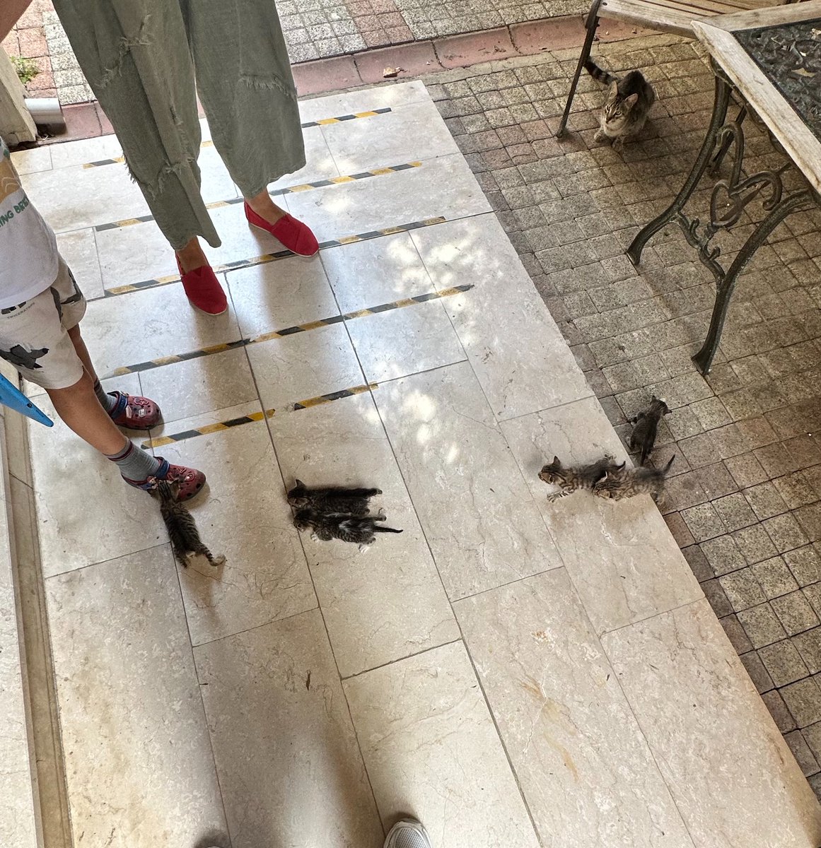 CanBey111's tweet photo. bedava kedi var kapının önünde https://t.co/1sj0ms9F8S