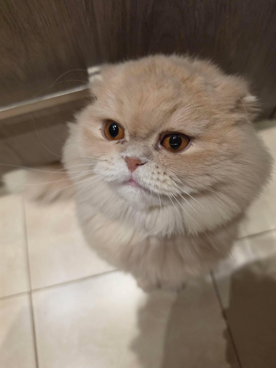 Reemoolwld's tweet photo. ⋆｡°✩ warning: bad decisions ahead ✩°｡⋆
୨ৎ 18+
୨ৎ bi + painfully needy
୨ৎ new to nsfwtwt
୨ৎ dms VERY open
୨ৎ mdni
currently accepting: attention, flirting &amp; people who know how to make me blush 🫠
₊˚⊹♡ looking for moots + trouble ♡⊹˚₊
#nsfwtwt #nsfw #nsfwmoots #moots https://t.co/3VLdYToHs5