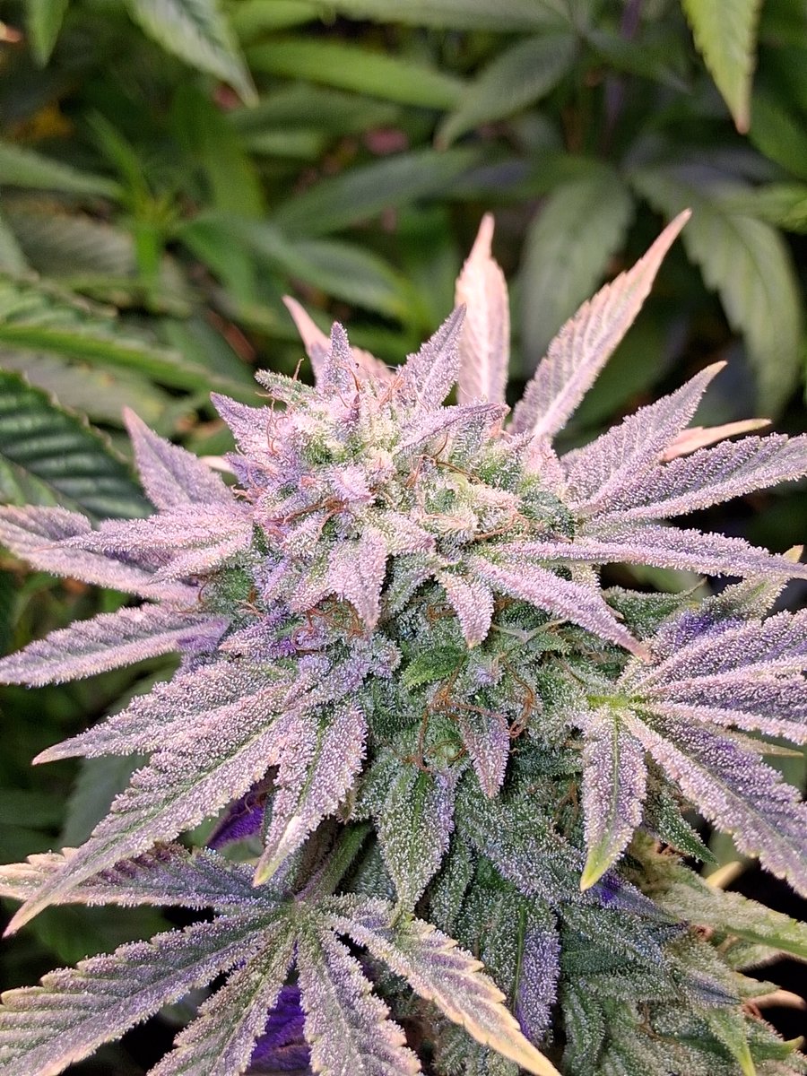 Mr_Buds_Va's tweet photo. Through Back to around the 4 week mabe 4 1/2 week mark on the GDP fem/auto F2 Γ Bubba Skunk reg/auto F1. What we got coming???????
Purple Skunks F1????????
#HuntingTime #Genetics #HiFiPromotions #MrBudsVa https://t.co/MEVmxeBNxj