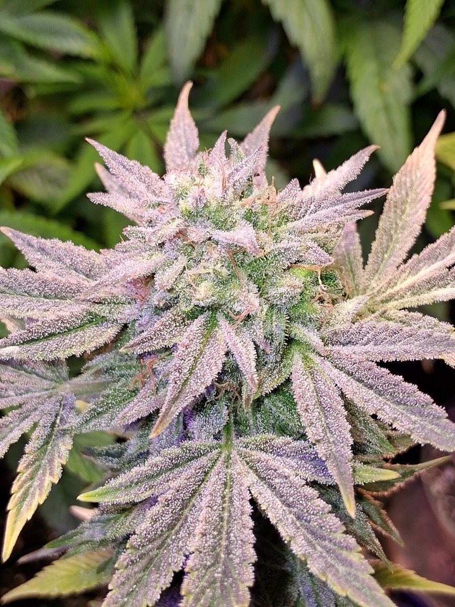 Mr_Buds_Va's tweet photo. Through Back to around the 4 week mabe 4 1/2 week mark on the GDP fem/auto F2 Γ Bubba Skunk reg/auto F1. What we got coming???????
Purple Skunks F1????????
#HuntingTime #Genetics #HiFiPromotions #MrBudsVa https://t.co/MEVmxeBNxj