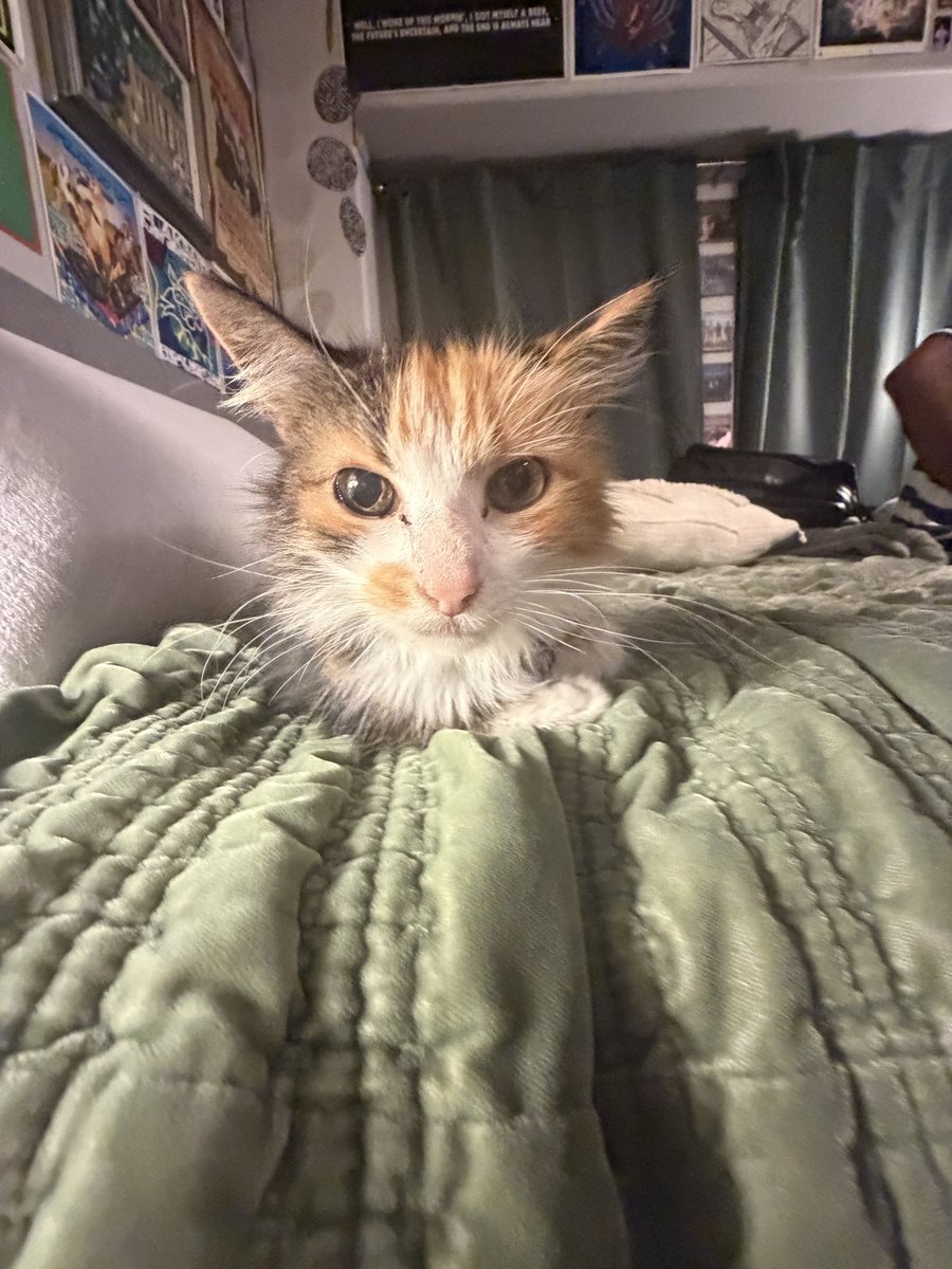 lindsydotcom's tweet photo. i encountered the most precious creature today https://t.co/RRq138Prpg