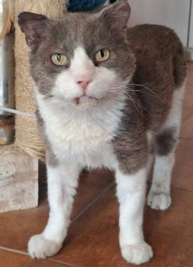 SosAbuelos1's tweet photo. #HUELVA
#FREDDIE tiene más de 15 años. Fue abandonado en una colonia y llegó a la prote en muy mal estado.

Es un glotoncete. Un gatito súper bueno, noble, tranquilo, que se lleva bien con todos sus compañeros.

¿Quieres darle un hogar??

Contacto: gatosdeapapa@gmail.com https://t.co/LEwvma14uH
