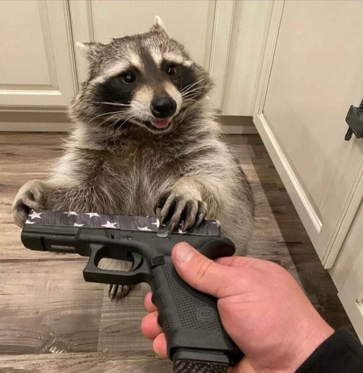 ShouldHaveRacc's tweet photo. Go my son, do some crimes https://t.co/E64mC5wa8R