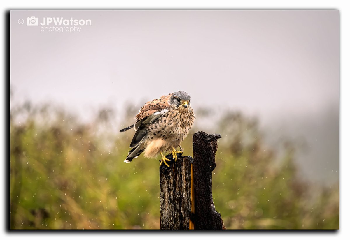 jpwatsonphoto's tweet photo. 🌧️ Kestrel Having a Shake in the Rain 🦅

A wet Kestrel takes a moment to shake off the rain. One of those wonderful wildlife moments captured in the Yorkshire countryside.

📸 J P Watson Photography

#Kestrel #WildlifePhotography #Yorkshire https://t.co/wLaDlq6f9Y