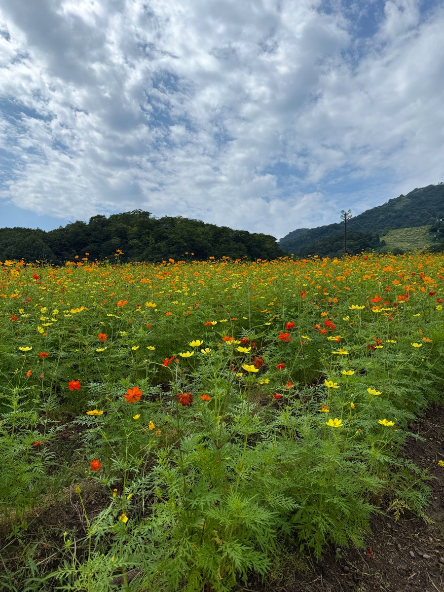 tackdrmpin's tweet photo. キバナコスモスまつり https://t.co/6UcG9mDRWU