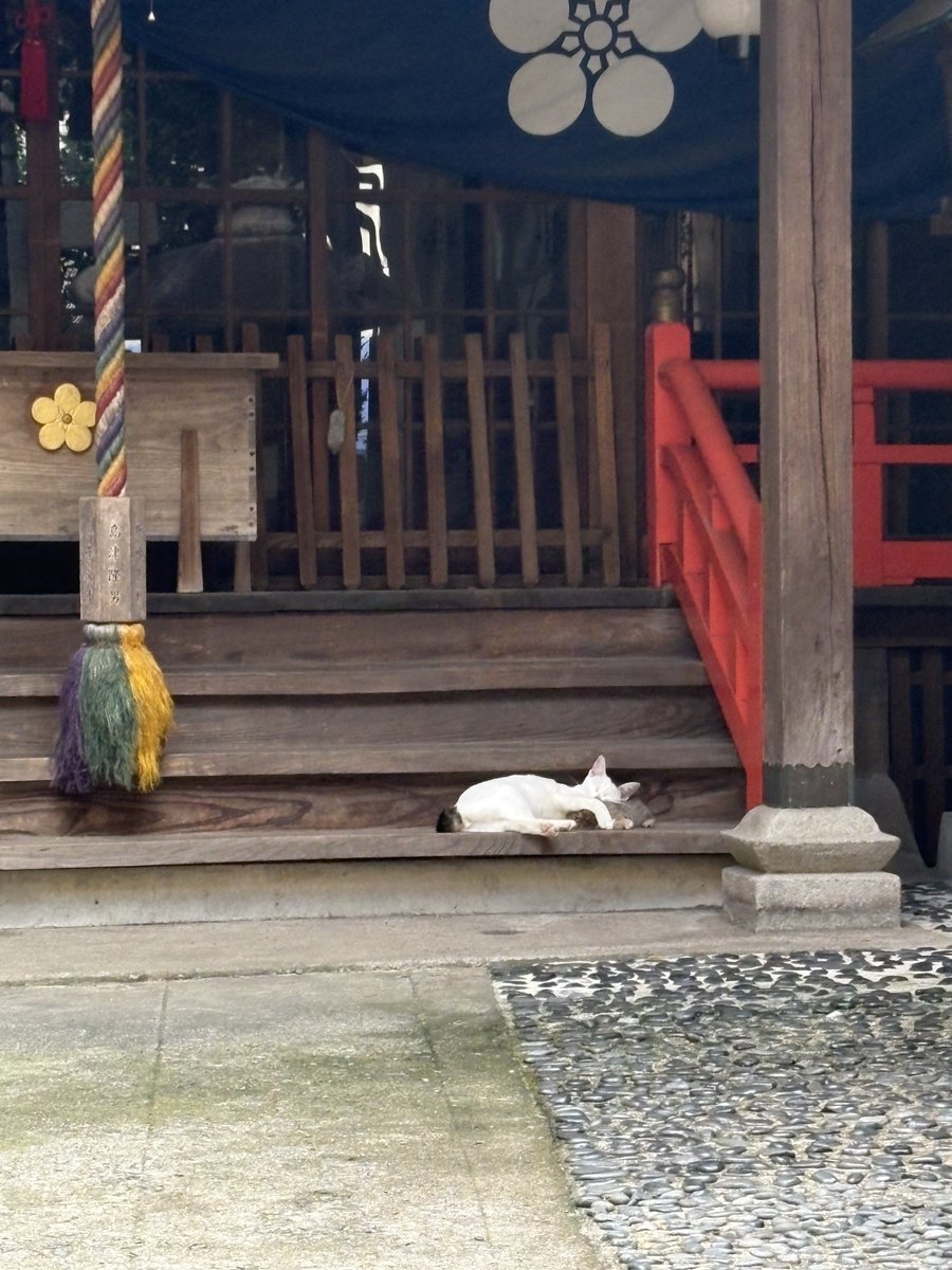 monaco48's tweet photo. 珍しくにゃんがいると思ったら、二匹だった。 https://t.co/ur2JtBTJ2d