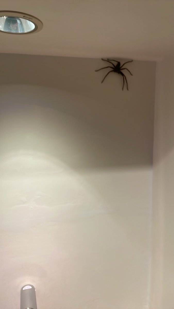 toshisplatoon's tweet photo. トイレに蜘蛛の巣…なぜ？
って探してたら、これはびっくりするでしょ…でかい🕷️ https://t.co/exst6ffTly
