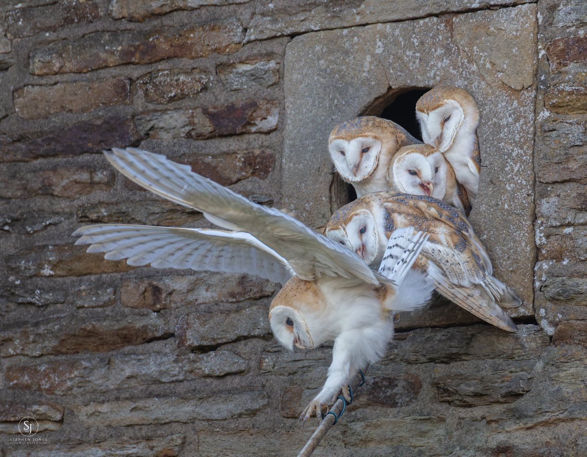 sjoneswildlife's tweet photo. https://t.co/nPEAfYbOyA