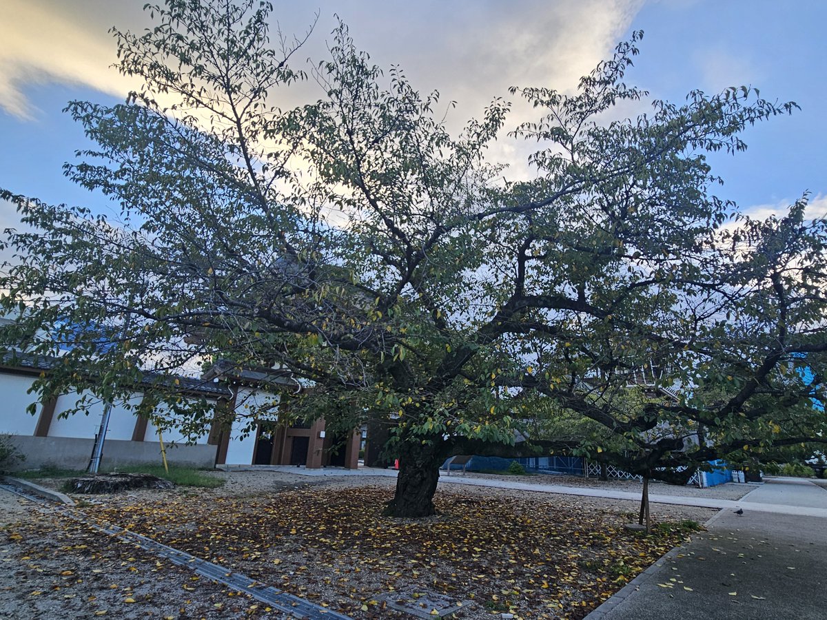 gobochan1128's tweet photo. 今日の東別院です🍃 https://t.co/OLbEkK3zmv