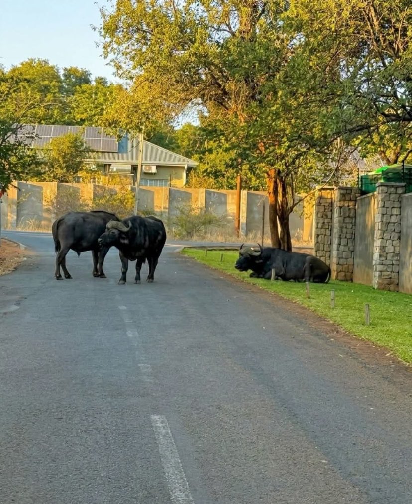 Gary161718's tweet photo. Three buffaloes were spotted in the heart of Victoria Falls Town, Zimbabwe https://t.co/5MbtqQ2opR