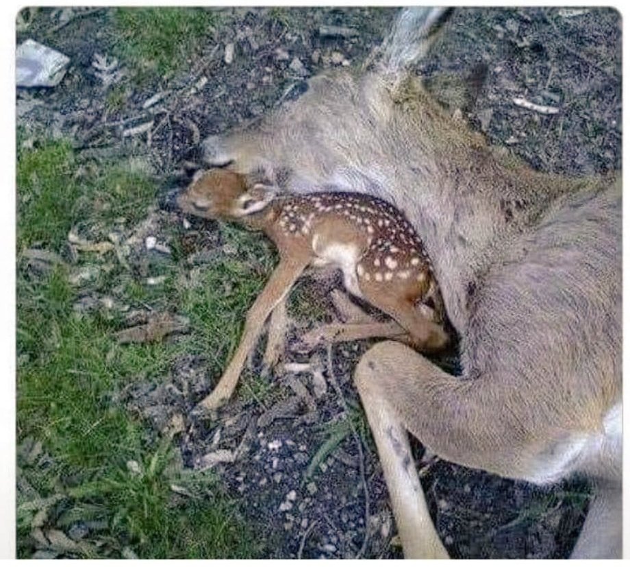 ruben_prz's tweet photo. La caza es violencia, y no hay más; no vengan con justificaciones de "deporte" o "afición". 

Eso solo refuerza el concepto de crueldad. https://t.co/taNGCAxD7L