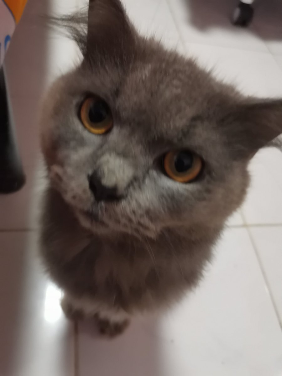 MrGrey002's tweet photo. My forever baby boy ♥️ https://t.co/D0am5sRVRh