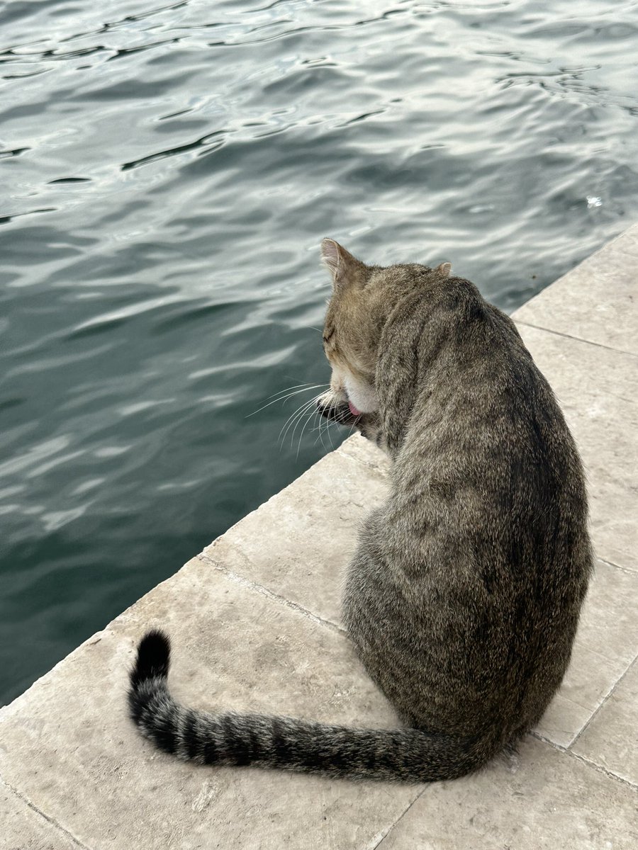 TCsarahbolton's tweet photo. When in Greece… photograph cats! #CatsofGreece #Kefalonia https://t.co/kut0PuboZw