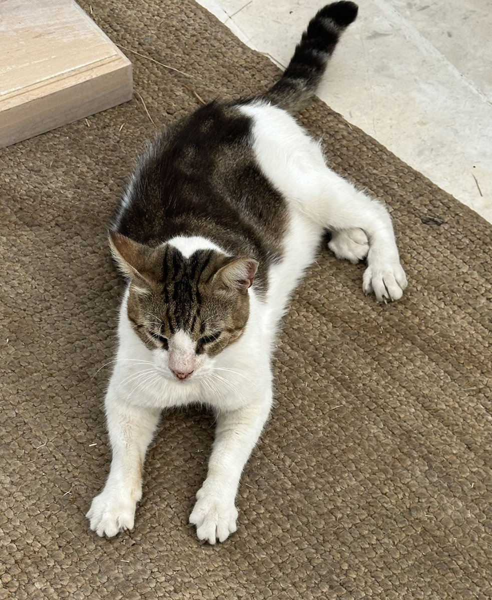 TCsarahbolton's tweet photo. When in Greece… photograph cats! #CatsofGreece #Kefalonia https://t.co/kut0PuboZw