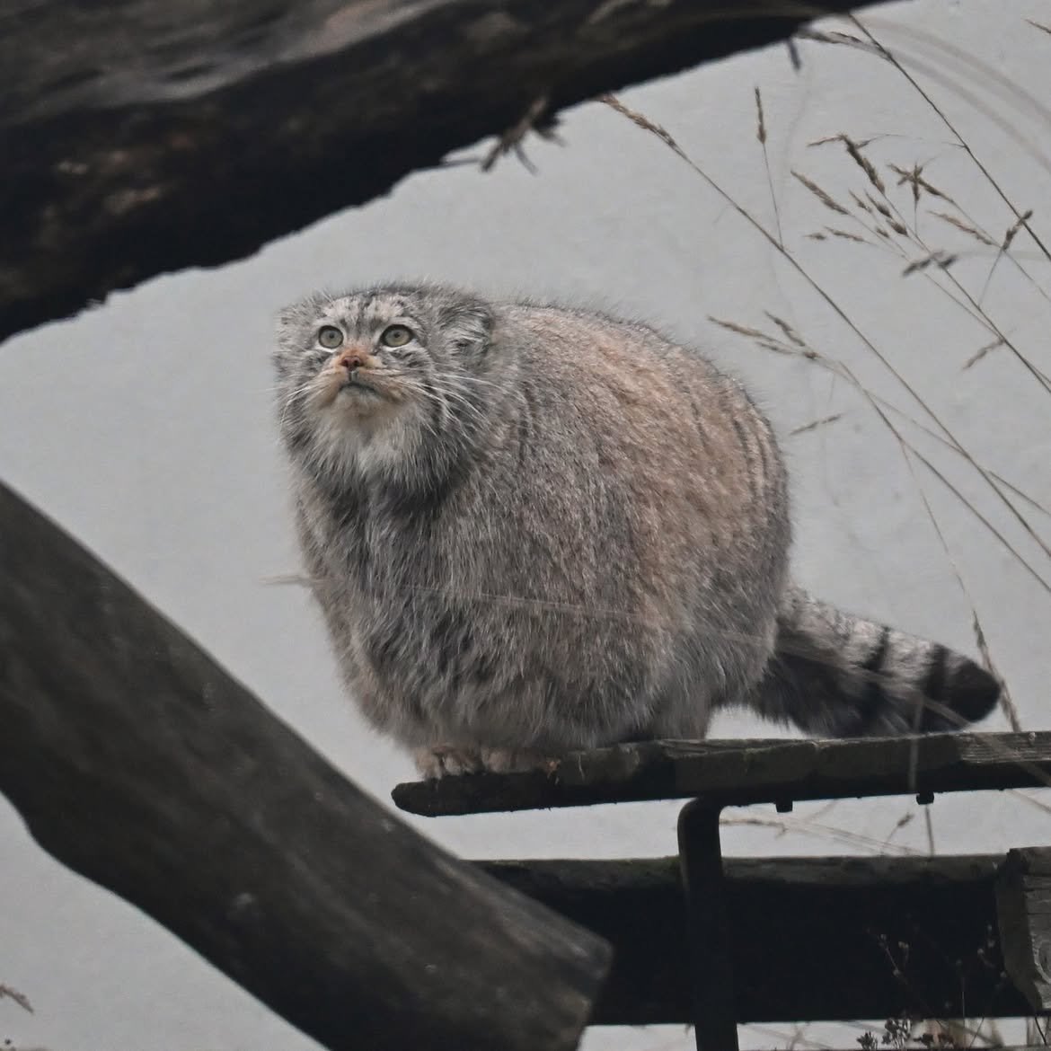 nemo_patiens's tweet photo. Manul morning. https://t.co/nI1KZvpkwF