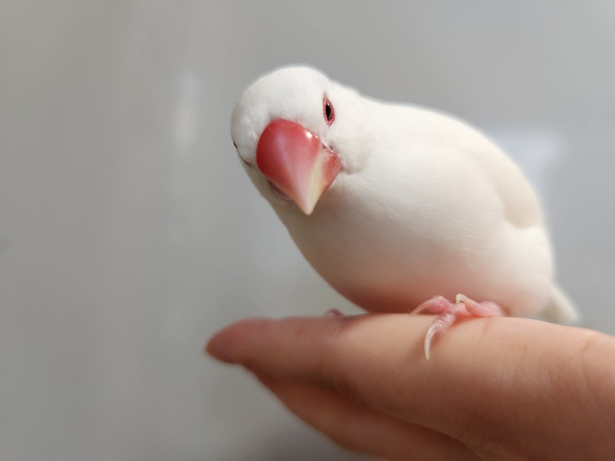 nihachi_info's tweet photo. 鳥！！！

(弟不在の数日お預かり) https://t.co/QXyIeNrg6E