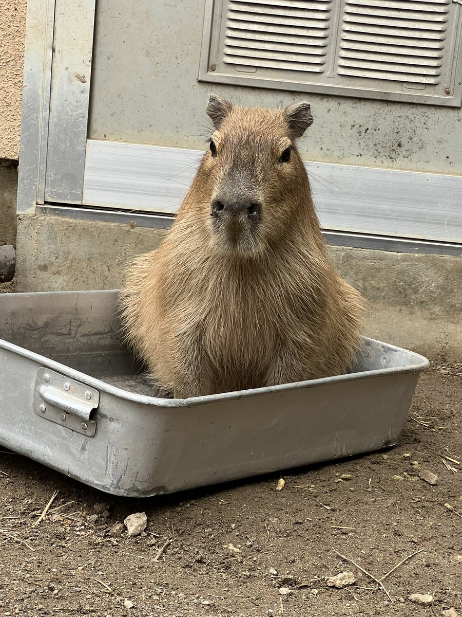 suzakazoo's tweet photo. 笹の固い部分をポリポリ食べるゴエモン♂

餌箱にすっぽり入って(｀･ω･´)ｷﾘｯとしているゴエモン♂

色んな表情を見せてくれるようになりました😊

 #須坂市
 #須坂市動物園
 #カピバラ https://t.co/l5XJzHuEVw