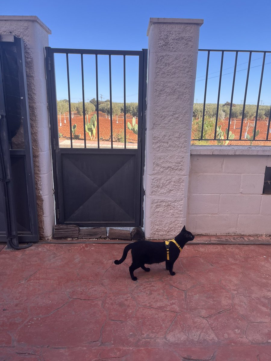 EIHanso's tweet photo. Maquinita de exploración en el pueblo (la cabrona sabe que es de la calle y yearns por meterse debajo de nuestro coche y quedarse allí mentida) https://t.co/UxCfzJPzNL