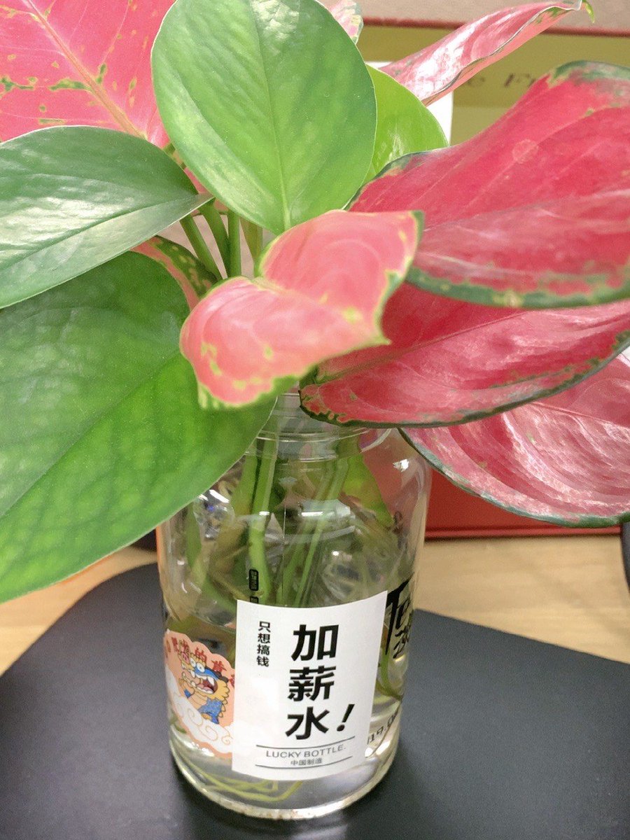 flakabella27's tweet photo. Just opened a mystery package, turns out it's exactly what I needed! My new desk plant finally has its cute little ceramic pot home https://t.co/6mdLWwdKQD