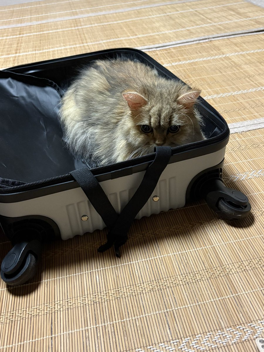 erieru48's tweet photo. 旅行の準備時の名物 https://t.co/lPppw1REVM