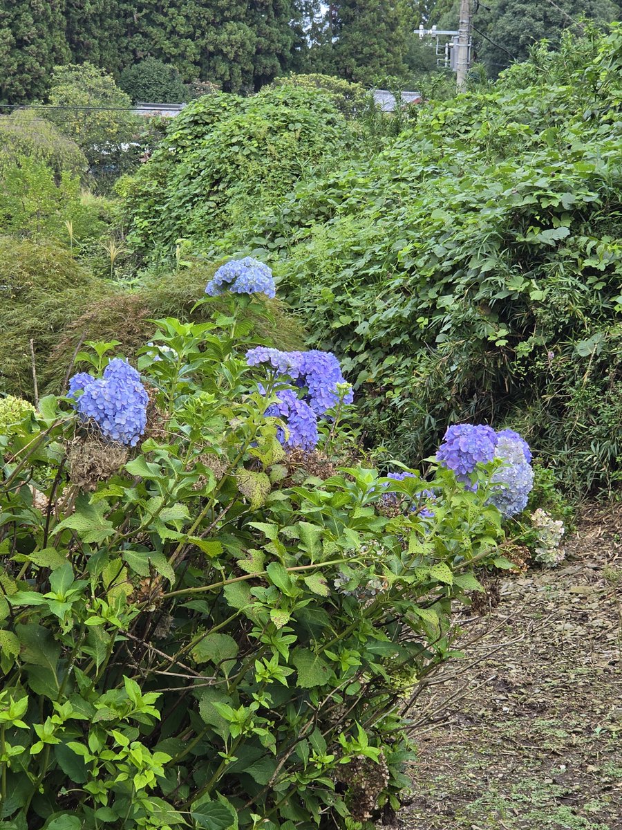MatsudoLuke's tweet photo. 晴れない日が続いて、紫陽花も咲いて、ツツジも咲いて、私は6月の認識でいますが、、😳 https://t.co/k0hb2d06Mj
