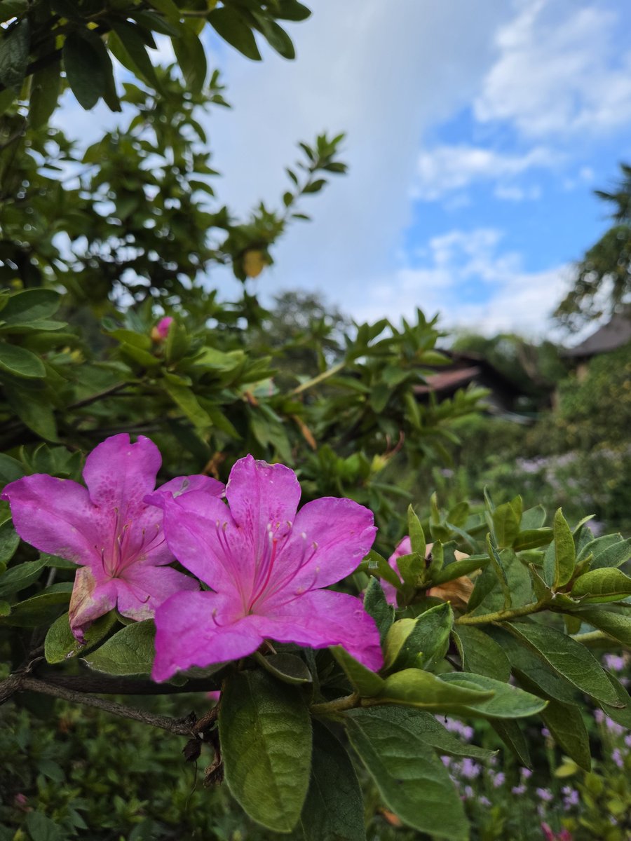MatsudoLuke's tweet photo. 晴れない日が続いて、紫陽花も咲いて、ツツジも咲いて、私は6月の認識でいますが、、😳 https://t.co/k0hb2d06Mj