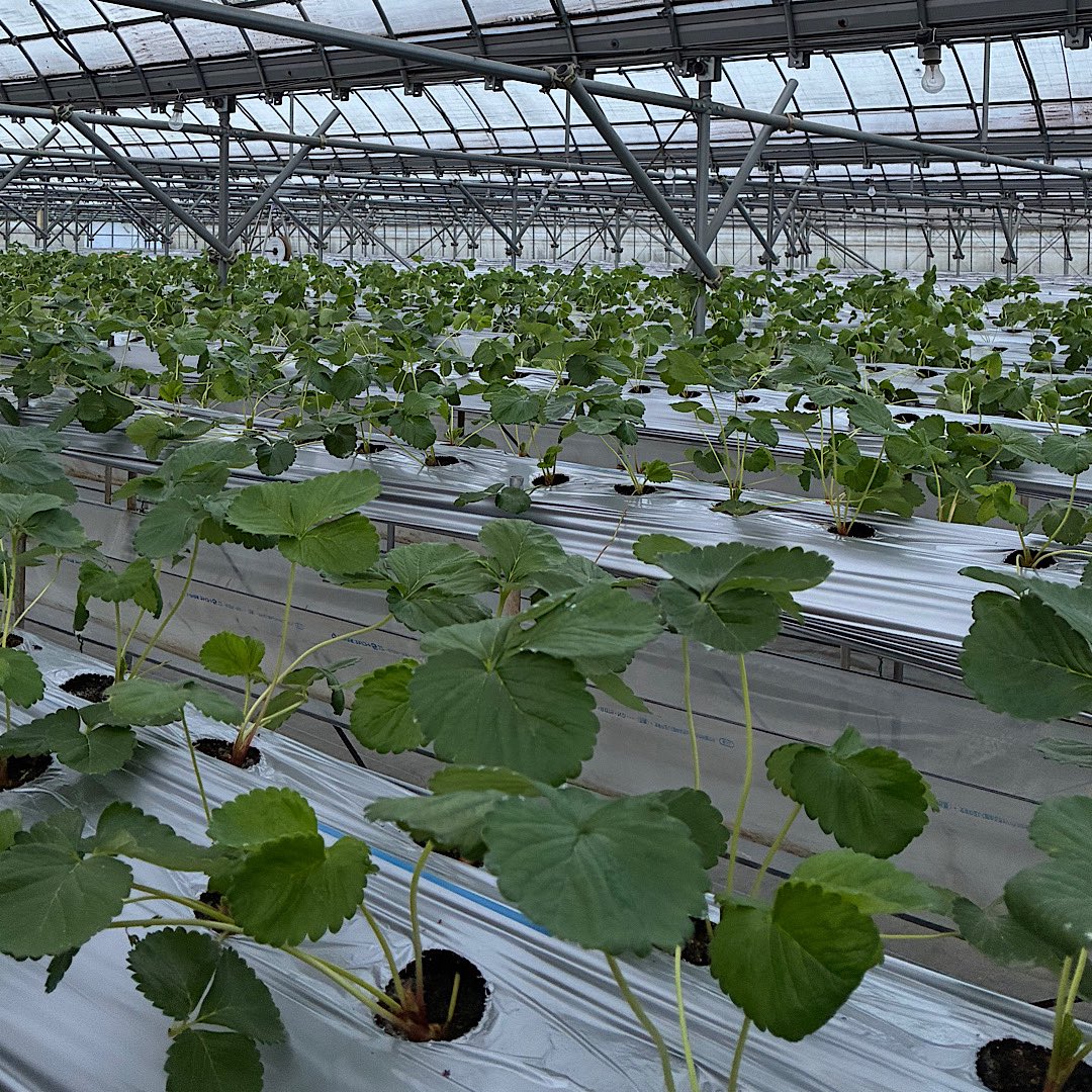 hattoris15farm's tweet photo. 先週に続いて、また少しだけ定植。
先週同様、試行錯誤の実験中。合わせて約３割。

手前の先週定植分は順調に根付いてる感じ。
今日のは先週以上に徒長してて、しっかり立たん。
数日で立ち上がってくるとは思うけど…。

残りはまた来週かな。
それまでに中途半端な定植準備を終わらせないと。 https://t.co/yMlPGHtwxk