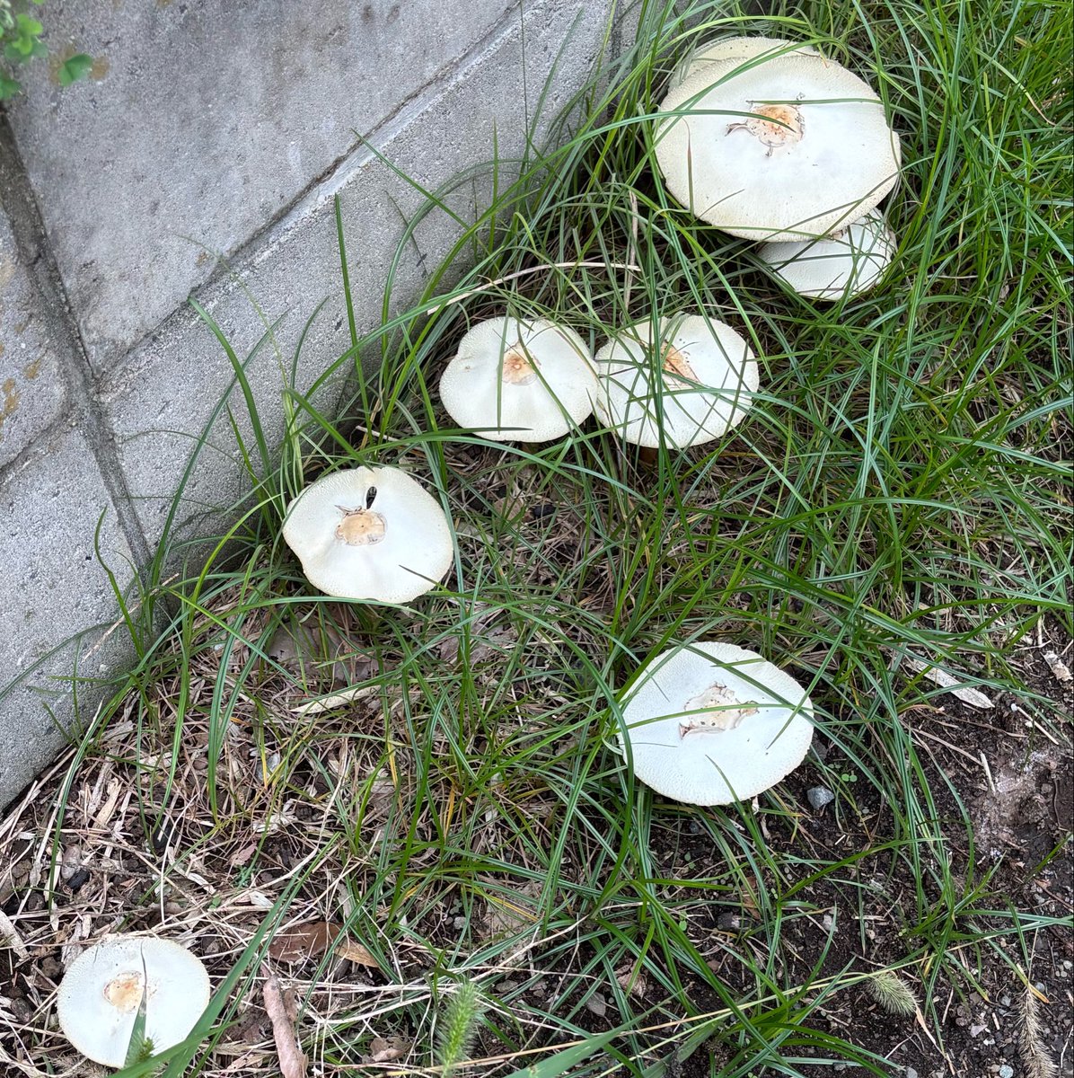 yan6002's tweet photo. 毒キノコ生えてた🍄 https://t.co/XJivuGN0ji