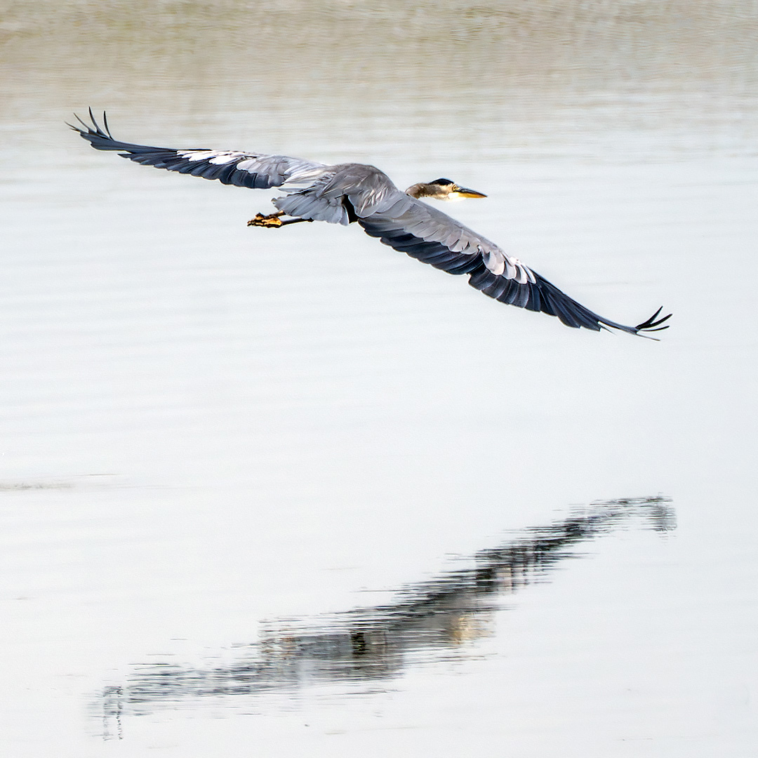 ToledoOutdoors's tweet photo. A great blue heron takes flight over the water at Howard Marsh Metropark Thursday morning. https://t.co/ecSiELtmlx