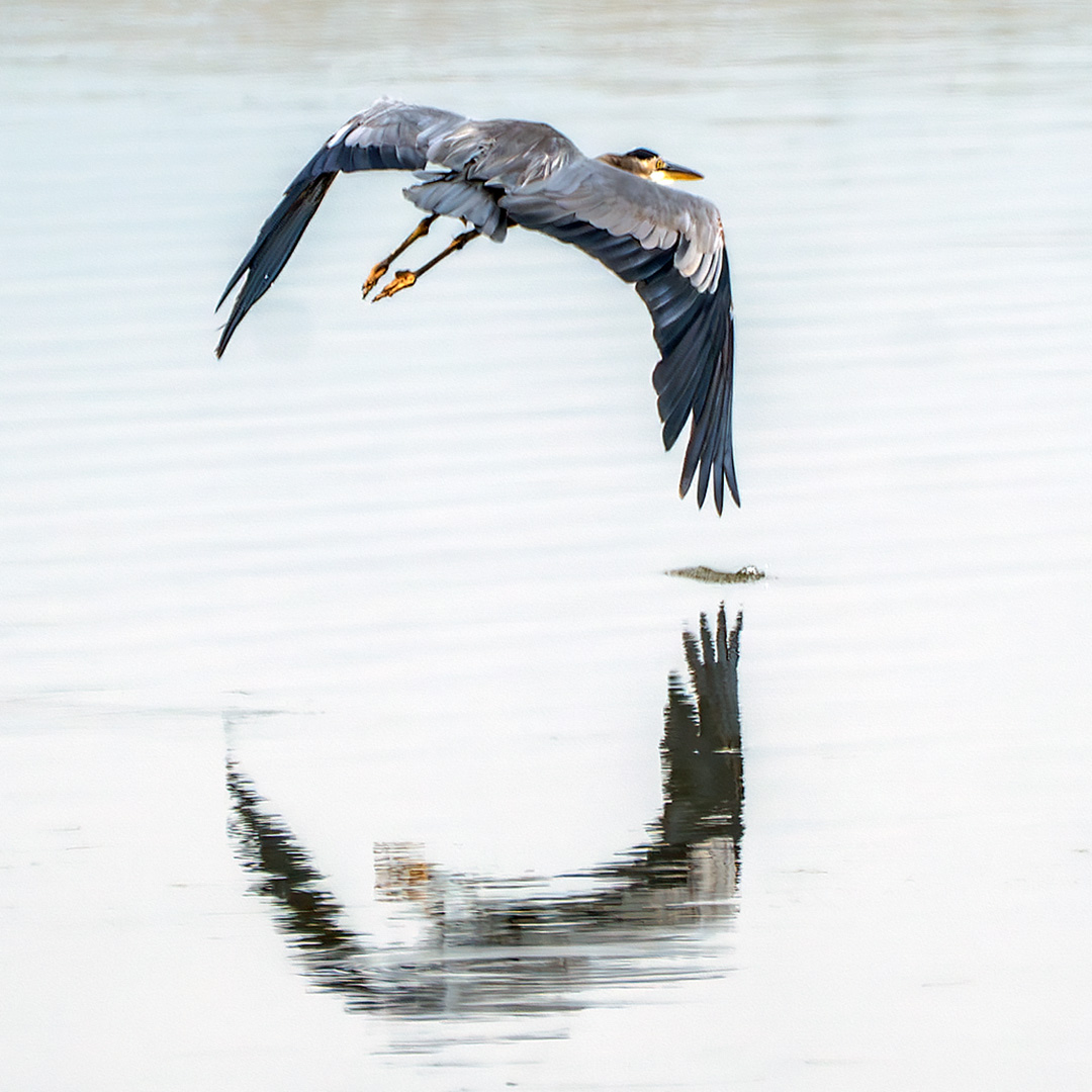 ToledoOutdoors's tweet photo. A great blue heron takes flight over the water at Howard Marsh Metropark Thursday morning. https://t.co/ecSiELtmlx