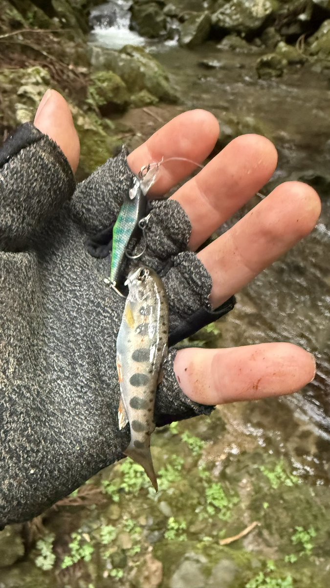stringfishing's tweet photo. ちっちゃいけどいるのわかってよかった https://t.co/LmacFrW4BW