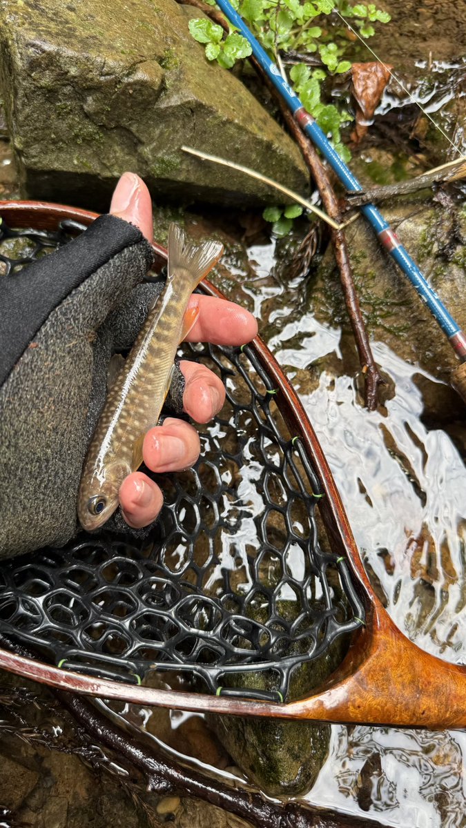 stringfishing's tweet photo. ちっちゃいけどいるのわかってよかった https://t.co/LmacFrW4BW