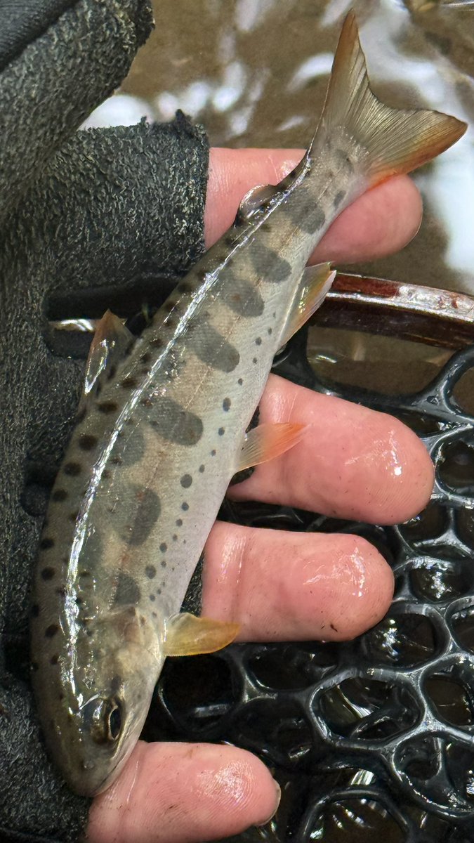 stringfishing's tweet photo. ちっちゃいけどいるのわかってよかった https://t.co/LmacFrW4BW