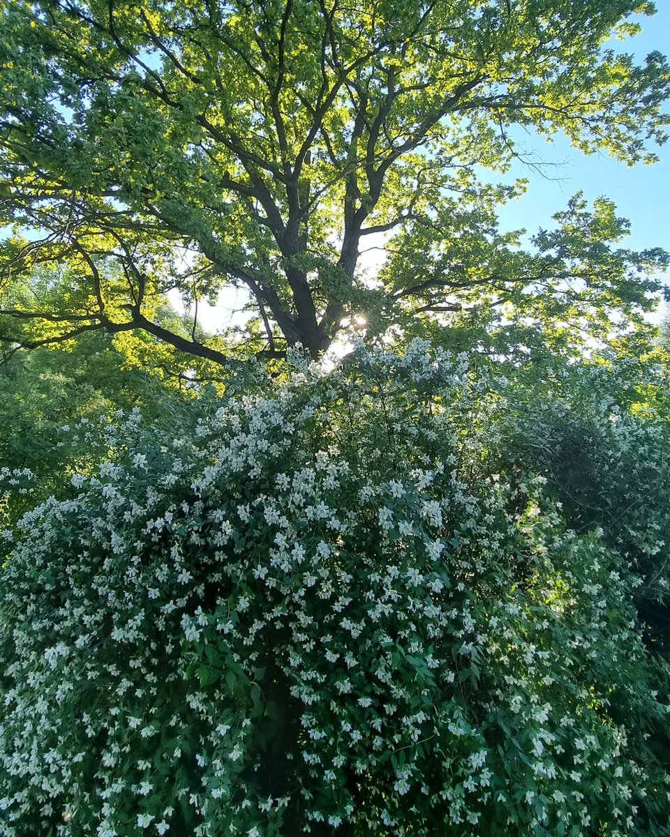 Melina4445's tweet photo. Дуб в жасминовом плену🌳 https://t.co/rnD6kbgiWs
