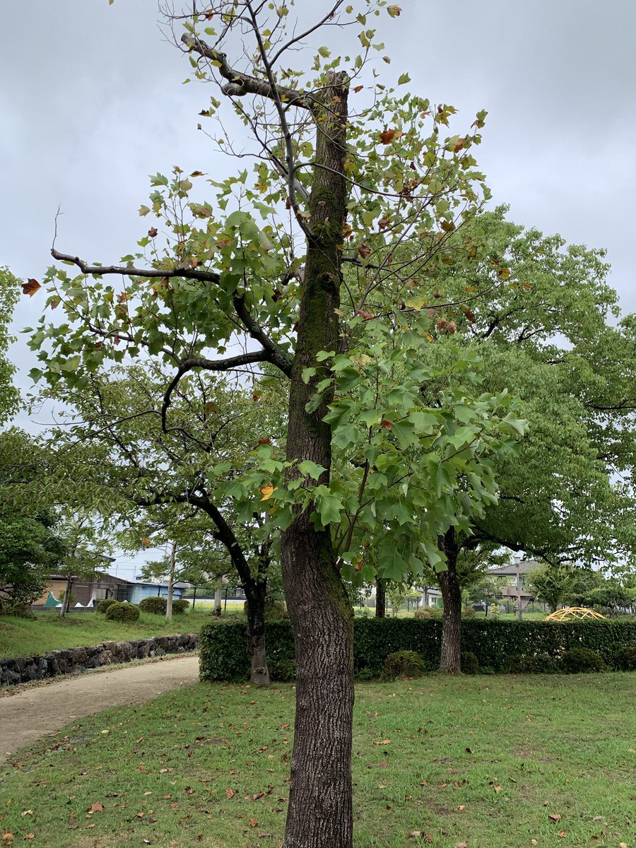 tamakolla's tweet photo. ていれぎ吟行。おはぐろ蜻蛉がいっぱいでユリノキも健在。 https://t.co/gjKooremPT