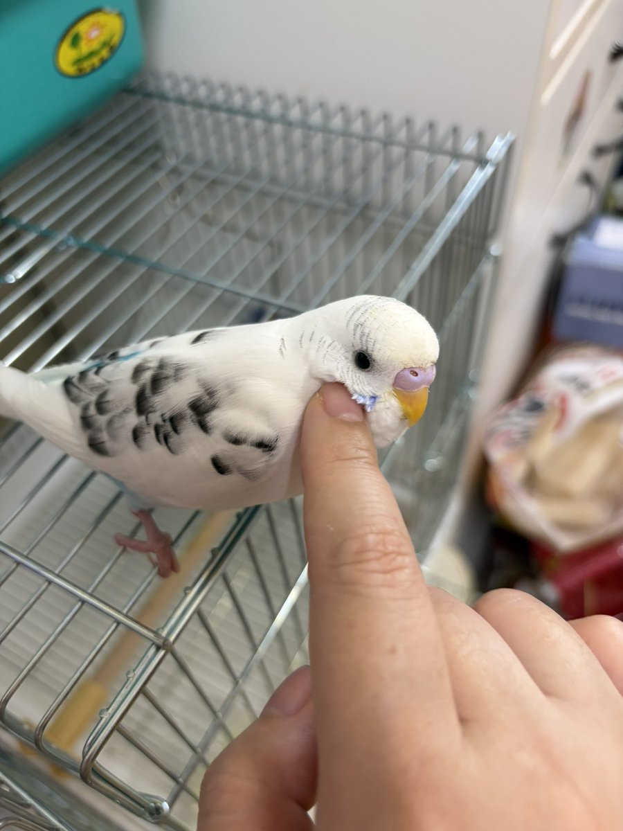 s_o_love's tweet photo. おもちカキカキ https://t.co/d1vgRBNJcO