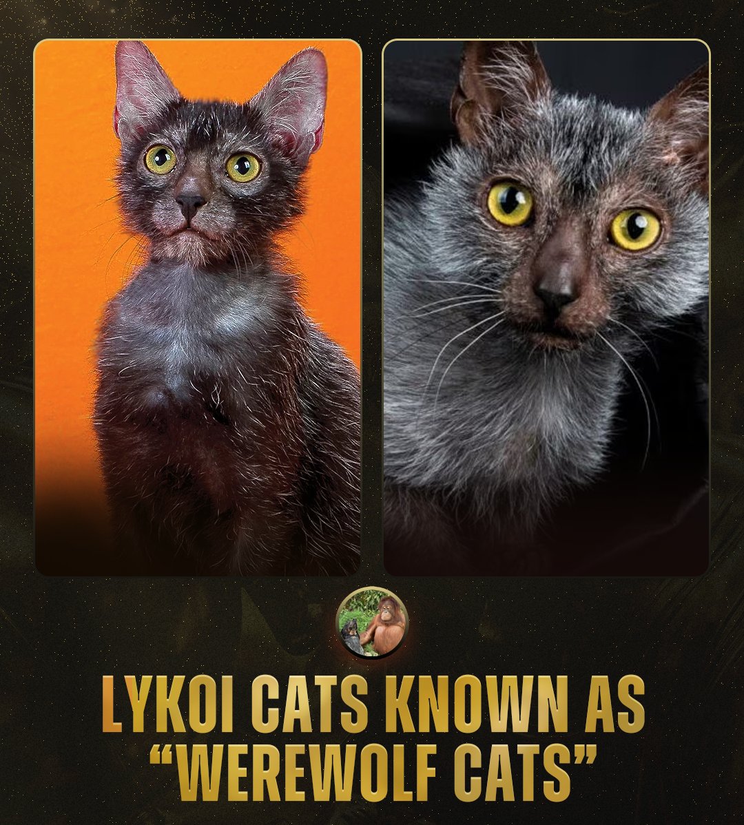 AMAZlNGNATURE's tweet photo. The Lykoi looks like a tiny werewolf, but there's nothing wild or mysterious about its origins. It's a domestic cat with a naturally occurring coat mutation https://t.co/Lc3J0Ts9O0