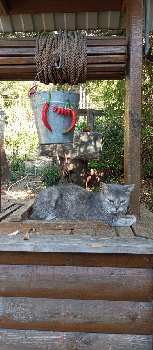 SimpleSlavGirl's tweet photo. #AutumnVibes #pets #cat https://t.co/7paA1hI2ye