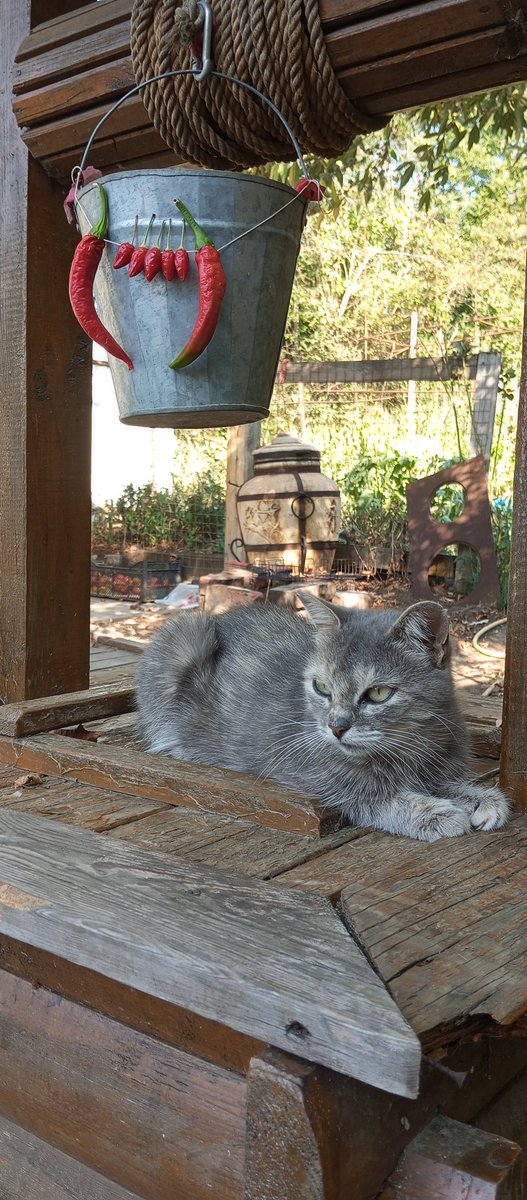 SimpleSlavGirl's tweet photo. #AutumnVibes #pets #cat https://t.co/7paA1hI2ye